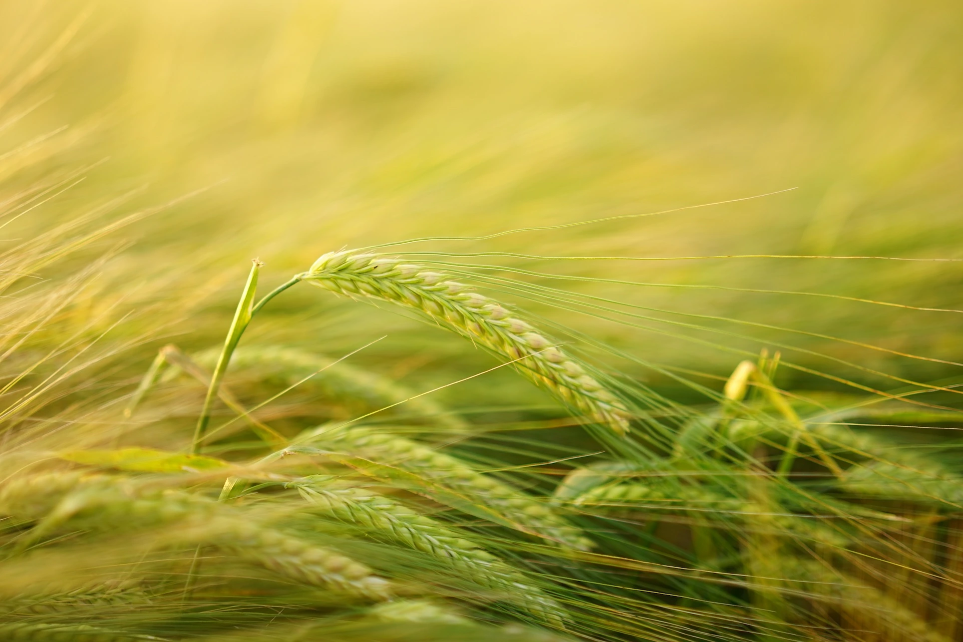 barley farming