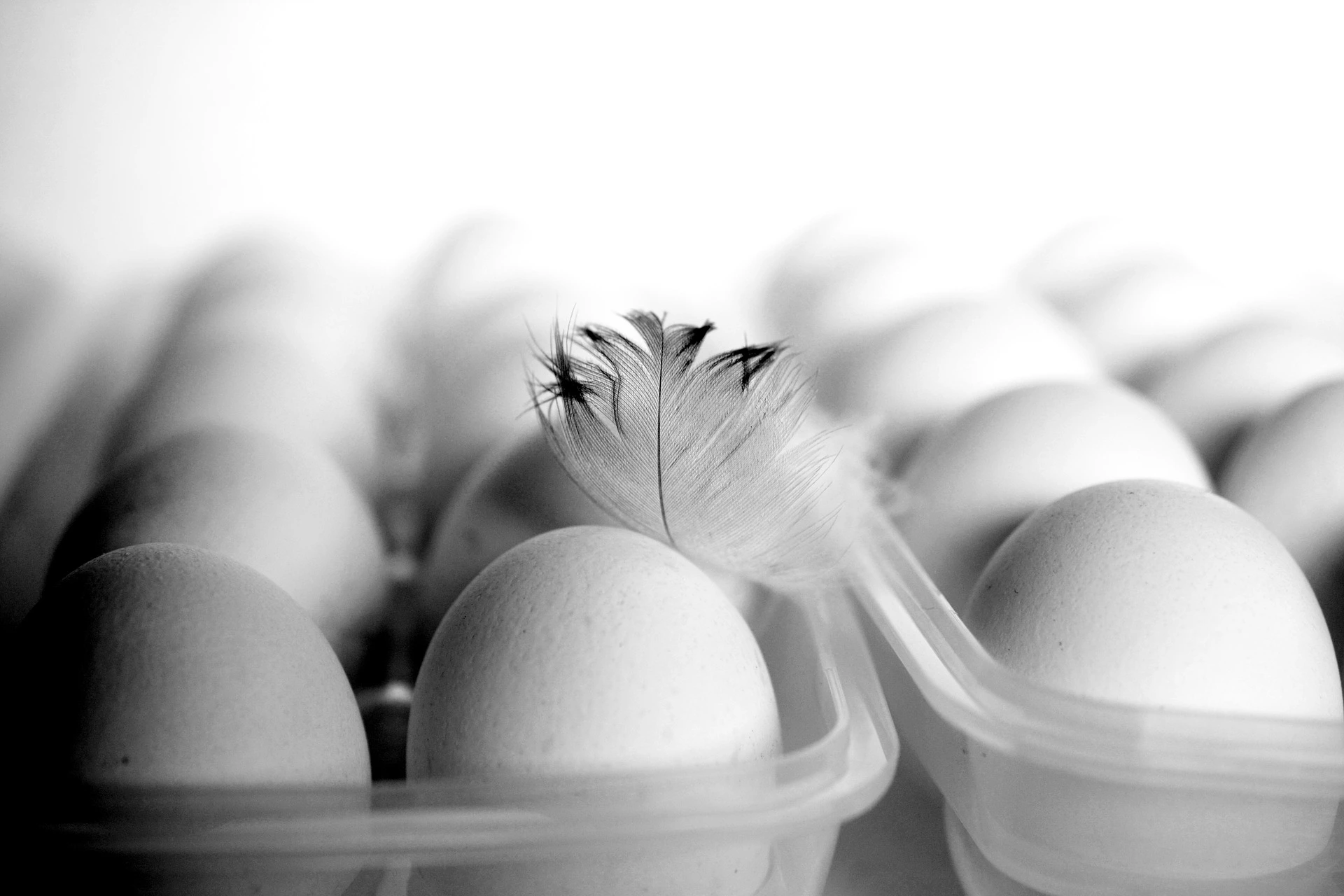 eggs image