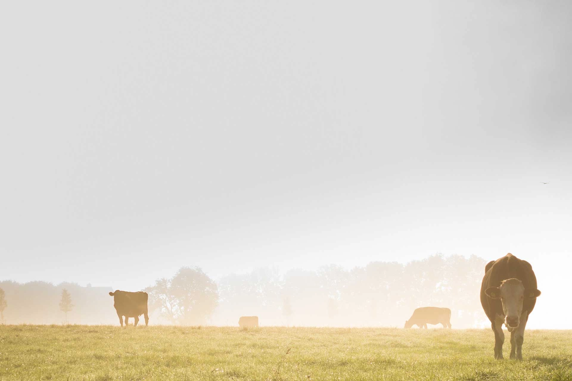 misty-field image