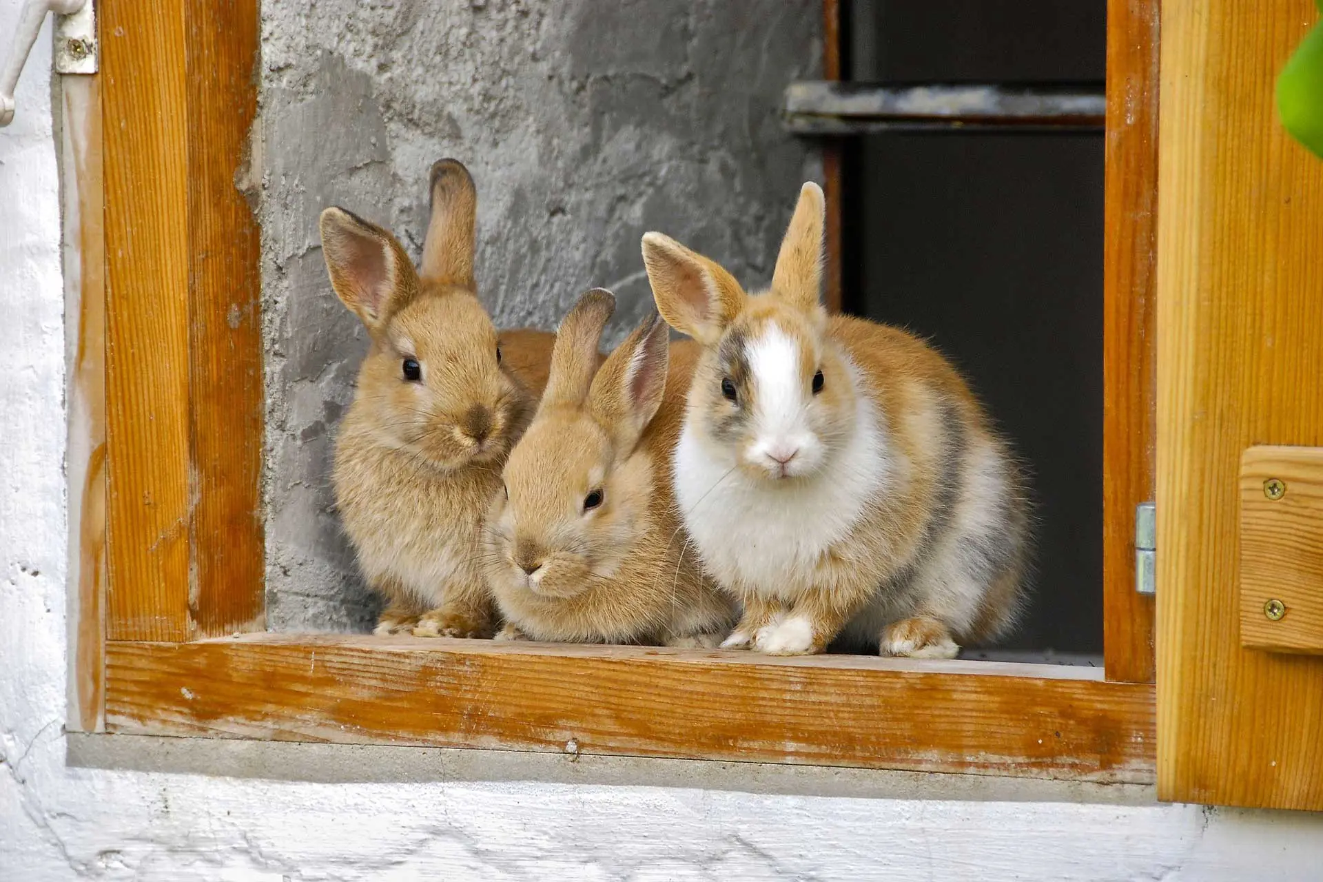 rabbit-hutch image