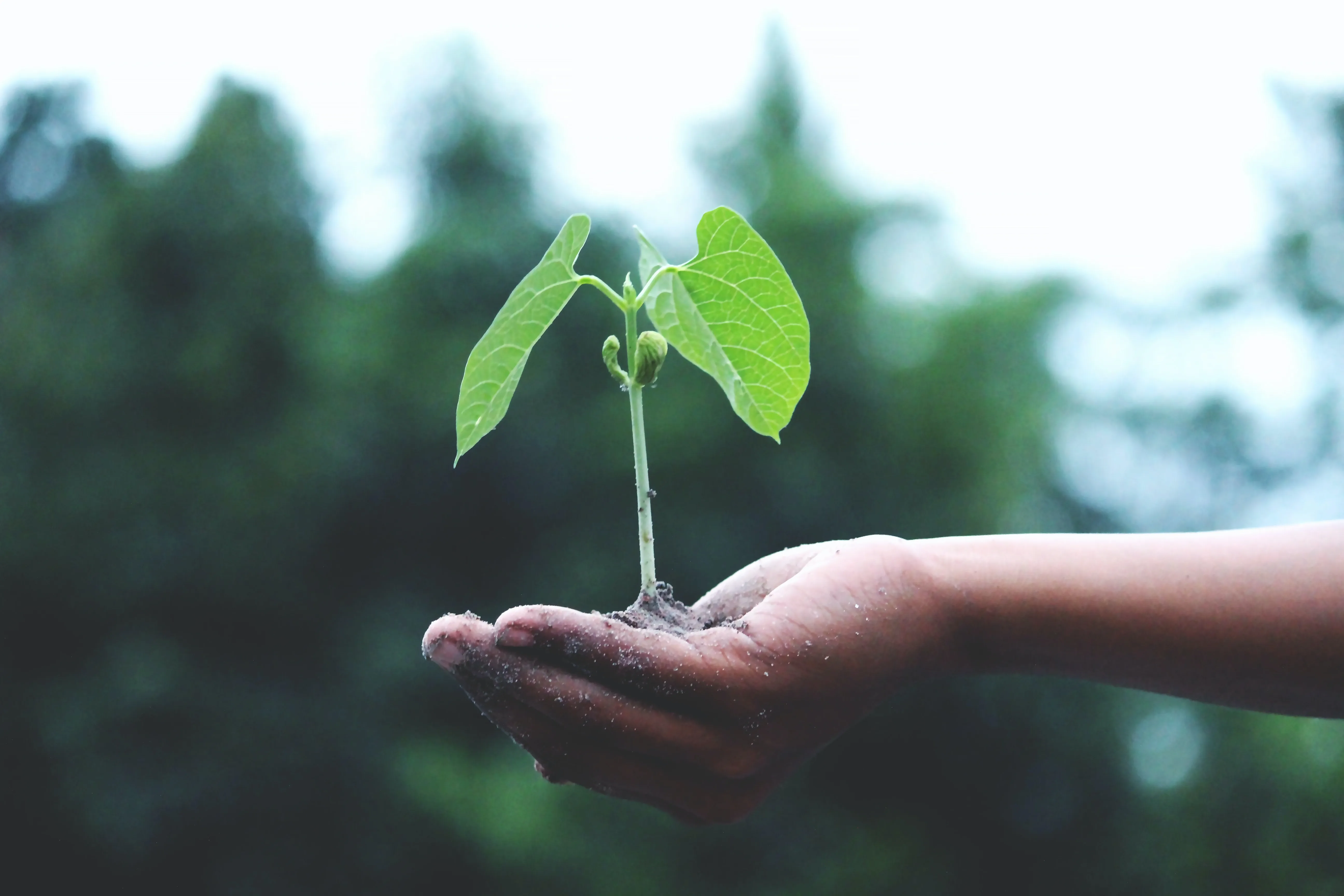 seedling image