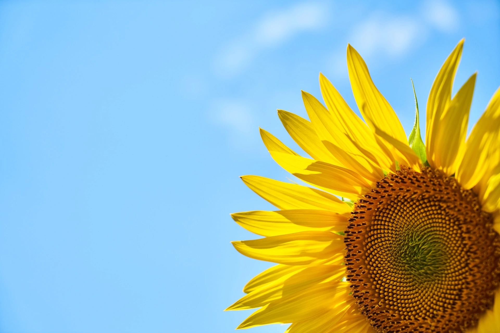 sunflower corn